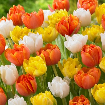 Tulpan Dubbel Tidig Tulipa Casanova Mix 10st