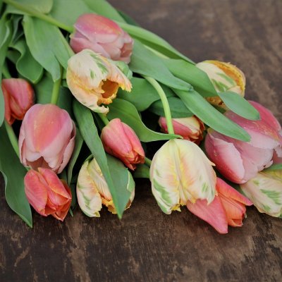 Tulpan Mix Light Spring 30st