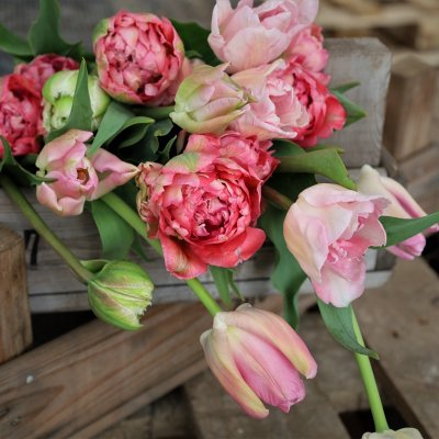 Tulpan Mix Pink Delight 30st