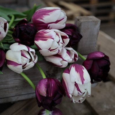 Tulpan Mix Purple Contraste 30st