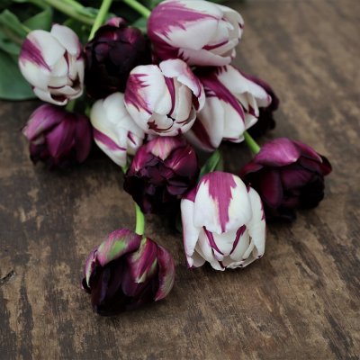 Tulpan Mix Purple Contraste 30st