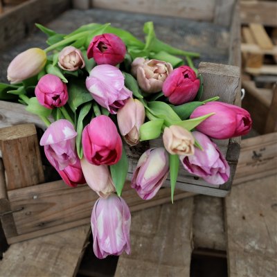 Tulpan Mix Purpletastic 30st