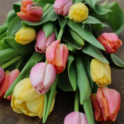 Tulpan Mix Spring Joy 30st