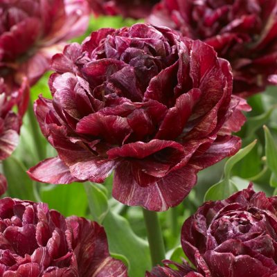 Tulpan Dubbel Tidig Tulipa Nachtwacht 7st