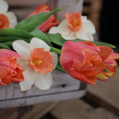 Tulpan & Narciss Mix Peachy Dream 30st