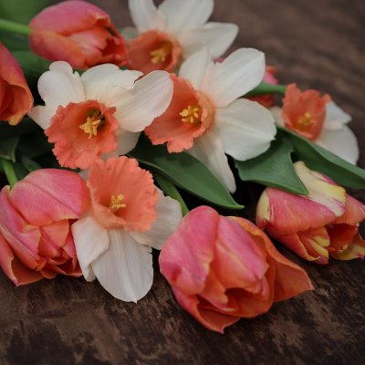 Tulpan & Narciss Mix Peachy Dream 30st