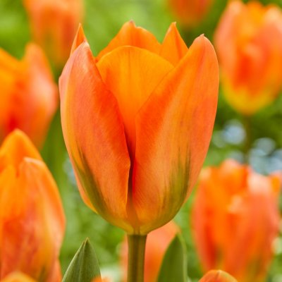 Kejsartulpan Tulipa fosteriana Orange Emperor 10st