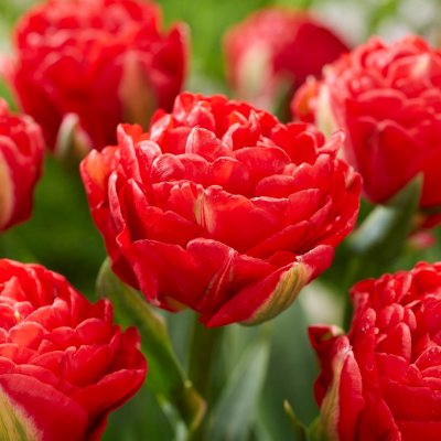 Tulpan Dubbel Sen Tulipa Pamplona 7st