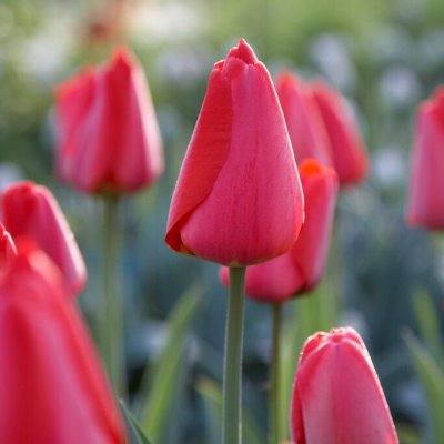 Tulpan Darwin Tulipa Parade 10st
