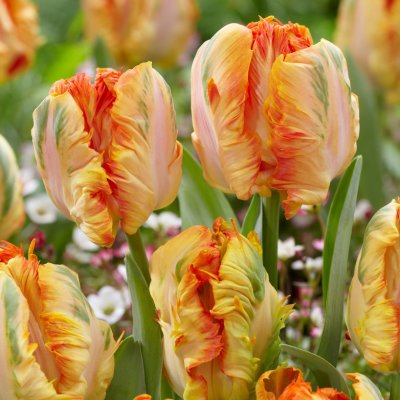 Tulpan Papegoj Tulipa Parrot King 7st