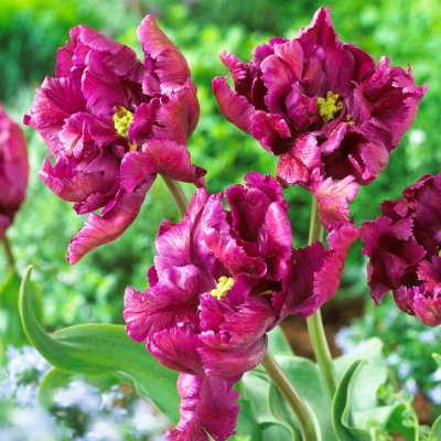 Tulpan Papegoj Tulipa Negrita Parrot 7st