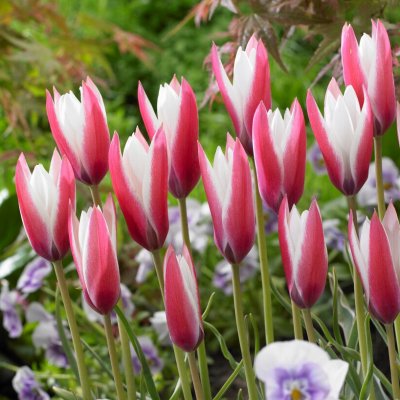 Tulpan Tulipa clusiana Peppermintstick 10st