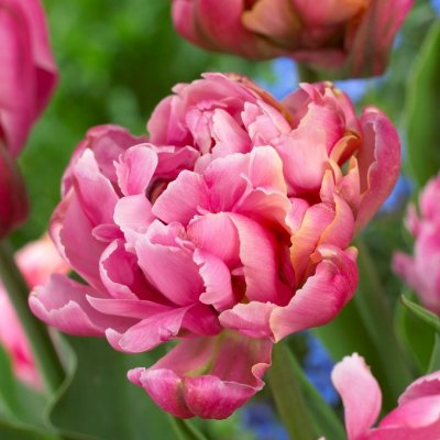 Tulpan Dubbel Sen Tulipa Pink Star 7st