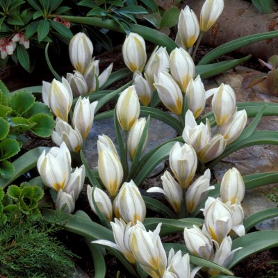 Porslinstulpan Tulipa polycroma 10st