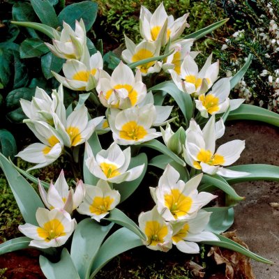 Porslinstulpan Tulipa polycroma 10st