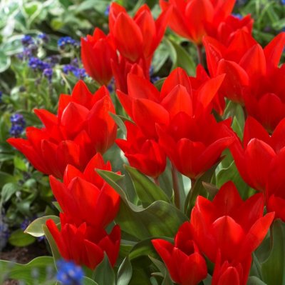 Tulpan Tulipa Tubergiana Zwanenburg 10st