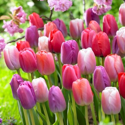Tulpan Tulipa Pride Garden 10st
