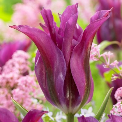 Grönbandad Tulpan Tulipa viridiflora Purple Doll 7st