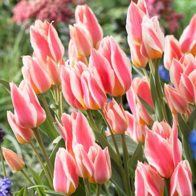Påfågelstulpan Tulipa greigii Quebec 10st