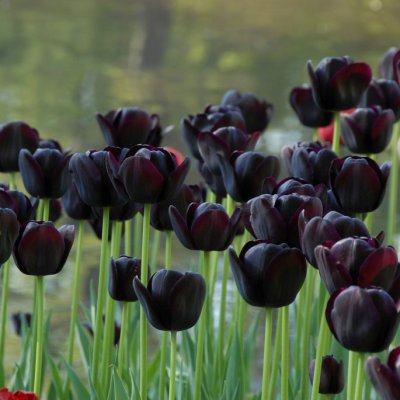 Tulpan Enkel Sen Tulipa Queen of Night 10st