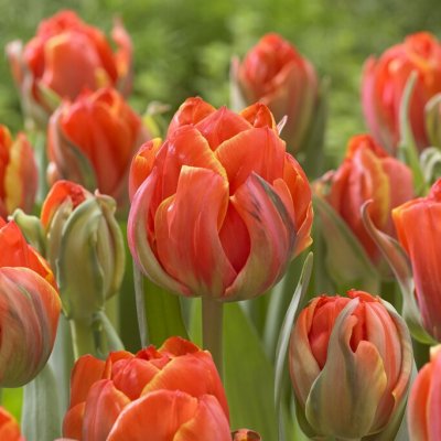 Tulpan Dubbel Sen Tulipa Queensday ® 7st