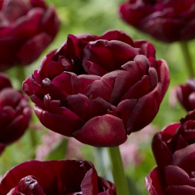 Tulpan Dubbel Sen Tulipa Roadstar ® 5st