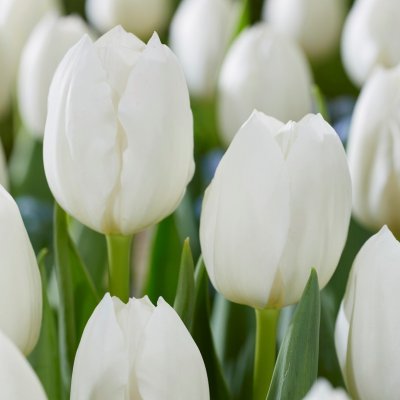 Tulpan Triumf Tulipa Royal Virgin 10st