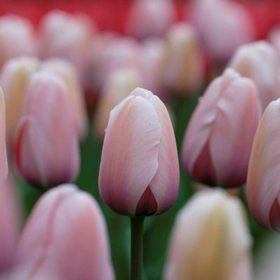 Tulpan Darwin Tulipa Salmon Impression 10st
