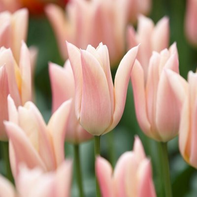 Tulpan Lilja Tulipa Sanne 7st