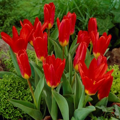 Näckrostulpan Tulipa kaufmania Scarlet Baby 10st
