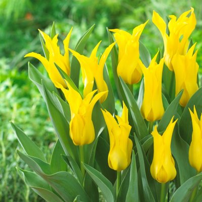 Tulpan Lilja Tulipa Schiedam 10st