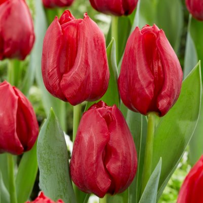 Tulpan Triumf Tulipa Seadov 10st