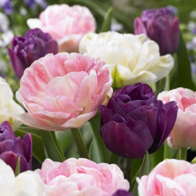 Tulpan Dubbel Sen Tulipa Sensation Mix 20st