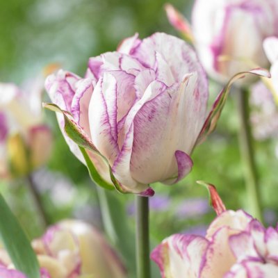 Tulpan Dubbel Sen Tulipa Double Shirley 7st