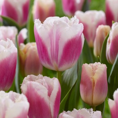 Tulpan Fransig Tulipa Siesta 7st