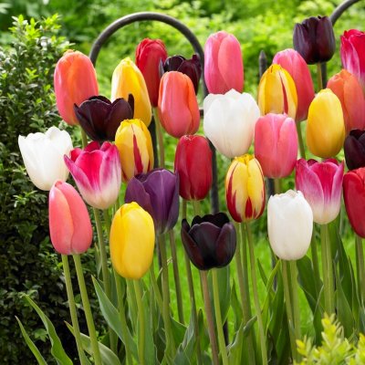 Tulpan Enkel Sen Tulipa Blandade Färger 100st