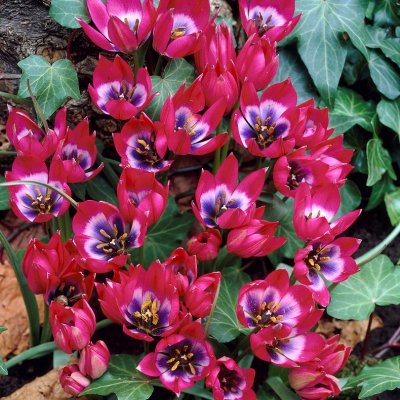 Tulpan Tulipa Little Beauty 10st