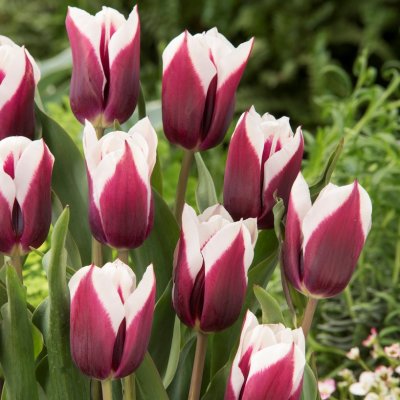Tulpan Triumf Tulipa Spitsbergen 7st