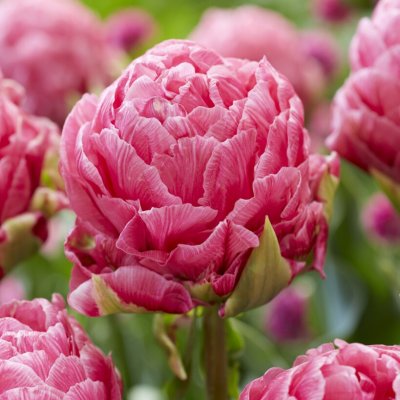 Tulipa gesneriana Strawberry Cream