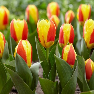 Näckrostulpan Tulipa Stresa 10st