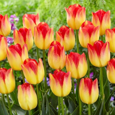 Tulpan Triumf Tulipa Suncatcher 7st