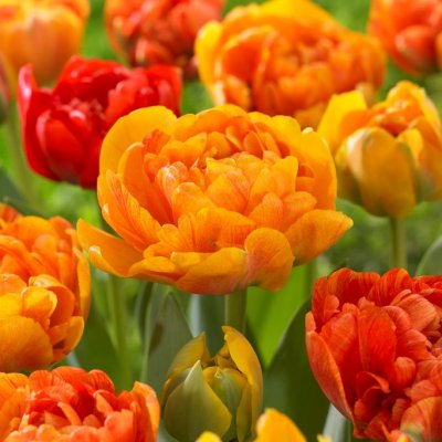 Tulpan Dubbel Sen Tulipa Sun Lover 7st