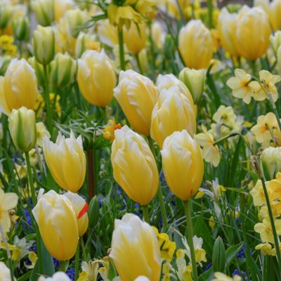 Kejsartulpan Tulipa fosteriana Sweetheart 7st