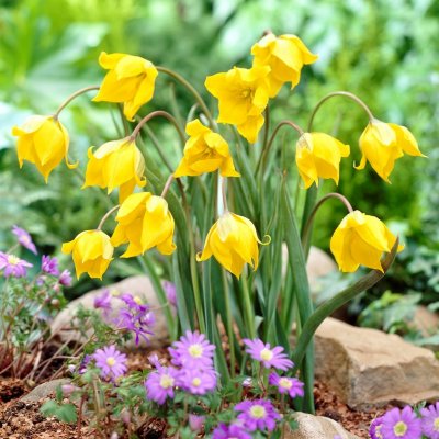 Vildtulpan Tulipa sylvestris 10st