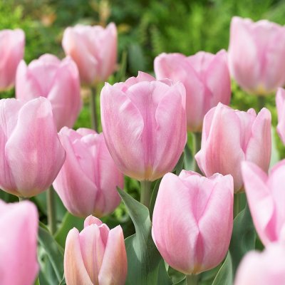 Tulpan Triumf Tulipa Synaeda Pink 10st