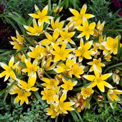 Tulpan Tulipa dasystemon (neustruevae) 10st