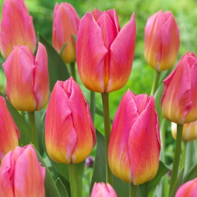 Tulpan Triumf Tulipa Tom Pouce 10st
