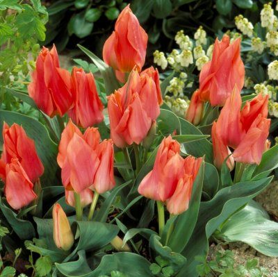 Påfågelstulpan Tulipa greigii Toronto 10st