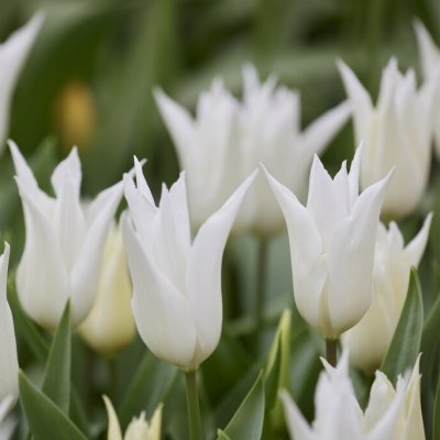Liljetulpan Tulipa Très Chic 7st