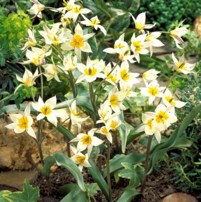 Dvärgtulpan Tulipa turkestanica 10st